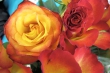 Feuerrosen