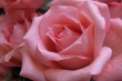 Rosa Lehrerzimmerrosen