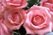 Rosa Lehrerzimmerrosen