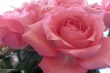 Rosa Lehrerzimmerrosen