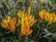 Goldene Krokusse, androidisiert...