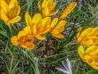 Goldene Krokusse mit Bienli
