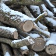 Wacholderzweige im Schnee