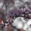 Japanische Kirschblüte