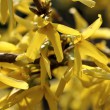 Forsythienblüte