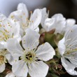 Kirschblüten im April 2014