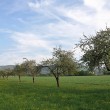 Blühende Obstwiese bei Oberlauchringen