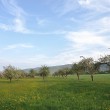 Blühende Obstwiese bei Oberlauchringen