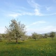 Blühende Obstwiese bei Oberlauchringen