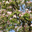 Viele kleine rosa Apfelblüten