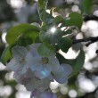 Apfelblüten im Abendlicht 2014