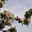Apfelblüten im April 2014
