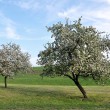 Frühlingswiese bei Oberlauchringen im April 2014