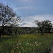 Frühling bei Oberlauchringen im April 2014