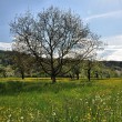 Frühling bei Oberlauchringen im April 2014