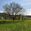 Frühling bei Oberlauchringen im April 2014