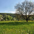 Frühling bei Oberlauchringen im April 2014