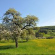 Frühling bei Oberlauchringen im April 2014