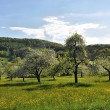 Frühling bei Oberlauchringen im April 2014