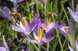 DSC_3831_crop1920