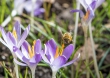 DSC_3858_crop_1920