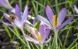 DSC_3866_crop_1920