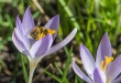 DSC_3875_crop_1920