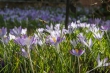 DSC_3937_1920