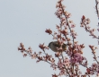 bluetenspatz3_1920