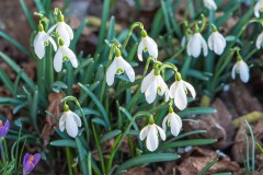 Fruehling2021