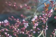 DSC_6626_1920
