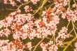 DSC_6644_1920