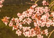 DSC_6645_crop_1920
