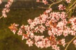 DSC_6646_1920