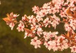 DSC_6647_crop_1920