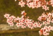 DSC_6648_crop_1920