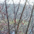 DSC_6619_1920