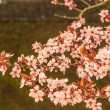 DSC_6646_1920
