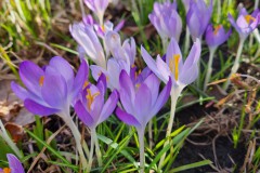 Fruehling2022