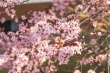 DSC_7336_1920