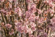 DSC_7337_1920