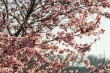 DSC_7339_1920