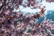 DSC_7376_1920