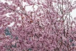 DSC_7384_1920