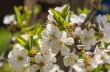 DSC_7435_crop_1920