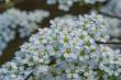 DSC_7455_1920