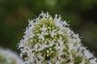 DSC_7458_1920