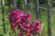 DSC_7460_1920