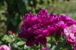DSC_7465_1920