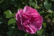 DSC_7467_1920